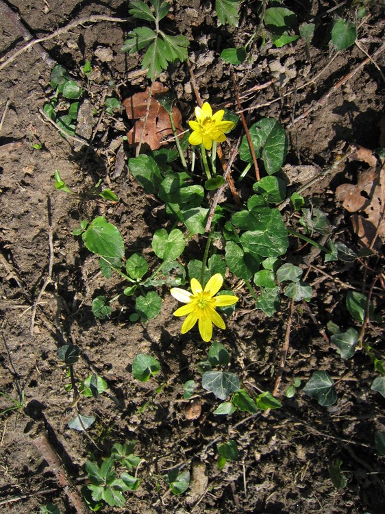 Ranunculus ficaria